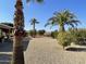 Desert landscape backyard with gravel, mature palm trees, and a privacy fence at 14226 W Via Montoya --, Sun City West, AZ 85375