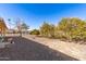 Landscaped backyard with mature citrus trees and a gravel area at 9826 W Emberwood Dr, Sun City, AZ 85351