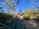 Scenic landscape featuring desert flora and fauna under a vibrant blue sky at 4760 W Tulsa St, Chandler, AZ 85226