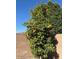 Lush lemon tree in the backyard at 2776 E Mews Rd, Gilbert, AZ 85298