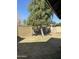 Backyard with grass, tree, and block wall at 3506 W Yucca St, Phoenix, AZ 85029