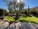 Expansive backyard featuring lush green lawn, desert landscaping, mature trees, and a gated pool at 3439 E Tonto Dr, Phoenix, AZ 85044