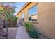 Side yard of house with paver walk way and flowering bougainvillea at 42225 N Celebration Way, Phoenix, AZ 85086