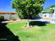 Landscaped backyard with grassy lawn, mature trees, and patio area at 7150 W Montecito Ave, Phoenix, AZ 85033