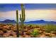 Scenic desert landscape featuring saguaro cacti and mountain views at 3031 N Civic Center Plz # 317, Scottsdale, AZ 85251