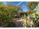 Spacious backyard with mature trees, cactus and other desert landscaping, with an outdoor living area at 305 W Lewis Ave, Phoenix, AZ 85003