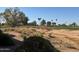 Landscaped golf course with palm trees at 6535 E Superstition Springs Blvd # 124, Mesa, AZ 85206