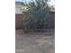 Backyard with two lemon trees and small lawn at 7417 W Park St, Laveen, AZ 85339