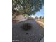 Landscaped side yard with gravel and a mature tree providing shade at 7417 W Park St, Laveen, AZ 85339