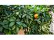 Lush orange tree laden with ripe fruit in backyard at 1022 E Hiddenview Dr, Phoenix, AZ 85048