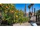 Abundant orange tree filled with ripe fruit at 1022 E Hiddenview Dr, Phoenix, AZ 85048