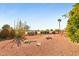 Landscaped backyard with desert plants and gravel at 13917 W Pavillion Dr, Sun City West, AZ 85375