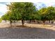 Expansive backyard with three mature fruit trees at 16033 N 110Th Ave, Sun City, AZ 85351