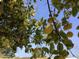 Lush lemon tree laden with ripe lemons in the sunny backyard at 3554 E Camino Cir, Mesa, AZ 85213