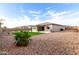 Backyard view features gravel, partial lawn, desert plant and partial view of covered patio at 1983 E Sarona Ct, San Tan Valley, AZ 85143