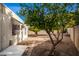 Landscaped backyard with two orange trees and gravel at 5807 E Leonora St, Mesa, AZ 85215