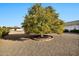 Mature orange tree with abundant fruit in the front yard at 16828 N 107Th Dr, Sun City, AZ 85351