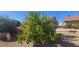 Lush lemon tree in a backyard with desert landscaping and hints of surrounding residential neighborhood at 13911 W Gable Hill Dr, Sun City West, AZ 85375