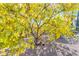 Lush lemon tree bearing fruit in sunny desert landscape at 6938 E Lomas Verdes Dr, Scottsdale, AZ 85266