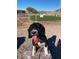 Playful portrait of a dog in the community dog park at 650 N Hawes Rd # 5445, Mesa, AZ 85207