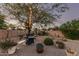 Backyard featuring a barbecue, mature tree with lights, and a brick-paved area at 80 S Maple Ct, Chandler, AZ 85226