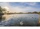 Scenic community lake with ducks surrounded by lush landscaping, providing a serene and picturesque view at 30263 N Bobcat Way, San Tan Valley, AZ 85143