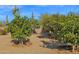 Well-manicured backyard with fruit trees and cacti at 5914 E Dale Ln, Cave Creek, AZ 85331