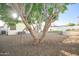 Backyard featuring desert landscaping, a large tree providing shade, and a well-kept lawn at 6014 W Bent Tree Dr, Phoenix, AZ 85083