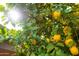 Sun shining through the lush leaves of a lemon tree with ripe lemons at 3648 N 162Nd Ave, Goodyear, AZ 85395