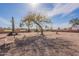 Large backyard with desert landscaping, mature trees, and a desert view at 14493 S Country Club Dr, Arizona City, AZ 85123