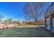 Large backyard features expansive lawn, string lights, mature trees, and ample space for outdoor enjoyment at 2325 S 88Th Dr, Tolleson, AZ 85353