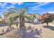 Well-maintained front yard showcasing desert landscaping, a mature palm tree, and a view of the house at 9609 E Monte Ave, Mesa, AZ 85209