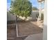 Fully fenced backyard with low maintenance desert landscaping and a mature orange tree at 10622 W Mohawk Ln, Peoria, AZ 85382