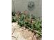 Vibrant flower garden along a block wall, adorned with a decorative sun and showcasing colorful blooms at 10622 W Mohawk Ln, Peoria, AZ 85382