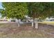 Spacious backyard with mature trees and a covered patio at 10303 W Desert Forest N Cir, Sun City, AZ 85351