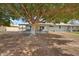 Home with an outdoor patio shaded by a large mature tree in the backyard at 10303 W Desert Forest N Cir, Sun City, AZ 85351
