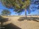 Large grassy backyard with mature trees and plenty of space for outdoor activities at 650 N Hawes Rd # 4834, Mesa, AZ 85207