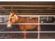 Close up of a brown horse inside a stall with metal bars and wood shavings at 20329 E Bronco Dr, Queen Creek, AZ 85142