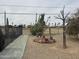 Backyard landscape with desert foliage including various cacti and stone accents alongside a walking path at 12236 N Pebble Beach Dr, Sun City, AZ 85351