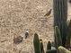 Desert landscaped yard with cactus, a rabbit and other small animals in the background at 17200 W Bell Rd # 26, Surprise, AZ 85374