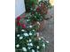 Assortment of potted plants adding color to the exterior of the home at , Gilbert, AZ 85234