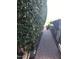 Paver walkway lined by lush ficus trees and plantings at , Gilbert, AZ 85234