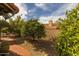 Lush backyard showcasing a variety of mature fruit trees and desert landscaping at 13220 N 99Th Pl, Scottsdale, AZ 85260