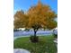 Inviting front yard featuring a striking tree with golden foliage on a well-manicured lawn at 15011 N 45Th Pl, Phoenix, AZ 85032