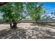 View of the spacious backyard featuring mature trees and a block fence for privacy at 15652 N 52Nd St, Scottsdale, AZ 85254