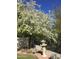 Peaceful backyard featuring a flowering tree, a Japanese lantern, and manicured landscaping at 7841 N 18Th St, Phoenix, AZ 85020