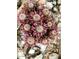 Close up shot of small cacti in a rocky dessert setting at 7841 N 18Th St, Phoenix, AZ 85020