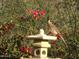 Charming backyard garden featuring a bird perched on a Japanese lantern amid vibrant flowers at 7841 N 18Th St, Phoenix, AZ 85020