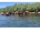 Scenic view of wild horses drinking from the Salt River; lush vegetation provides natural beauty at 6614 E Portia St, Mesa, AZ 85215