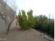 Back yard featuring desert landscaping and fruit-producing citrus tree at 1185 N Sherwood Way, Queen Valley, AZ 85118